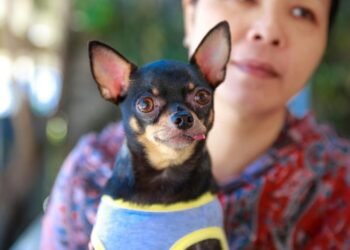 Emotional Support Animal California Letter Made Simple