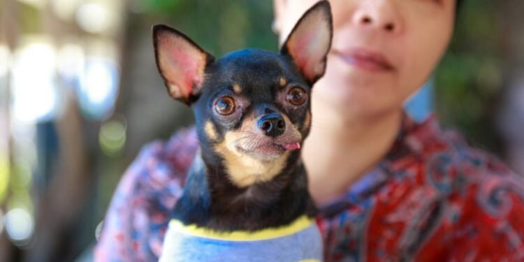 Emotional Support Animal California Letter Made Simple