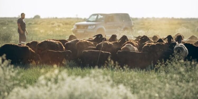 Ranchers and Farmers Mutual Insurance Company Guide