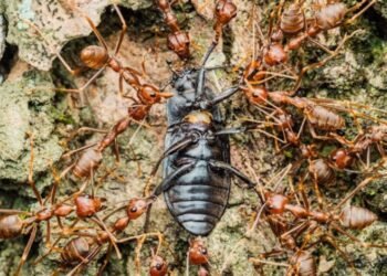 Is the Tenant Responsible for Pest Control