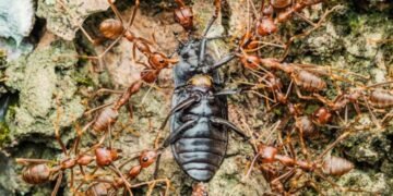 Is the Tenant Responsible for Pest Control