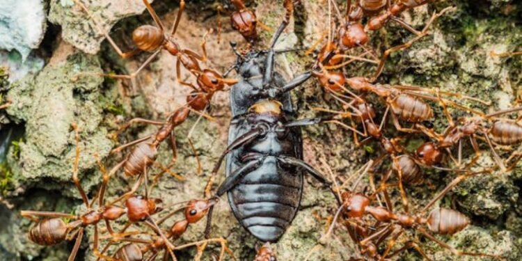 Is the Tenant Responsible for Pest Control