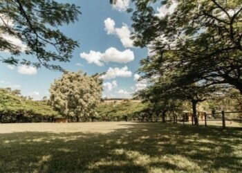 Neighbor’s Trees Overhanging My Property