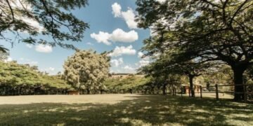 Neighbor’s Trees Overhanging My Property