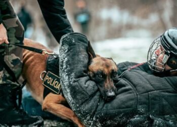 Car Accident Claims and Police Dog Bite Legal Rights Explained