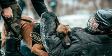 Car Accident Claims and Police Dog Bite Legal Rights Explained