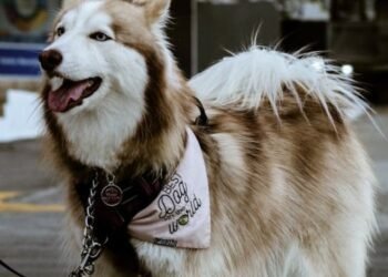 Vicious Dog Laws, Behavior Insights & Safety Guidelines