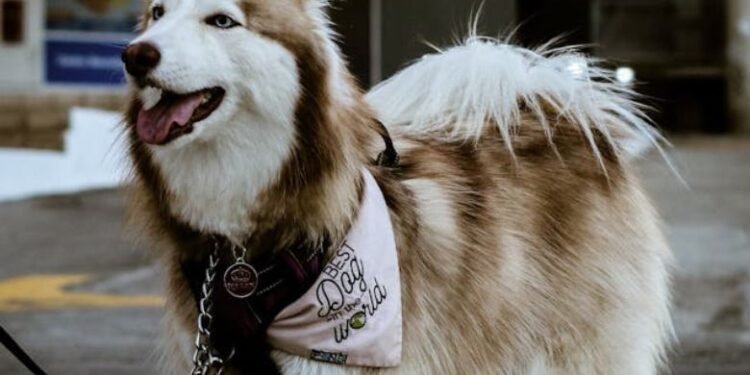 Vicious Dog Laws, Behavior Insights & Safety Guidelines