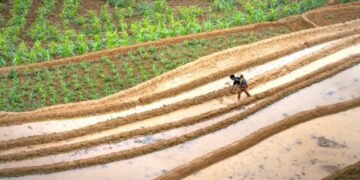 What Is an Emblement in Real Estate