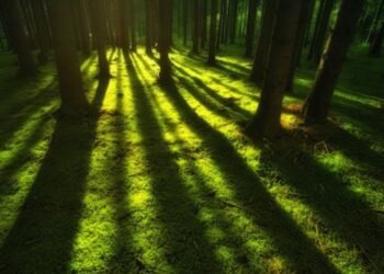 Coca Plant Seeds Culture, Legality & Reality Search