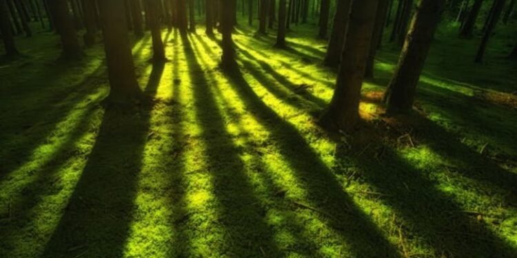 Coca Plant Seeds Culture, Legality & Reality Search