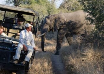 Tourists Killed In African SafarisTruth Behind Headlines