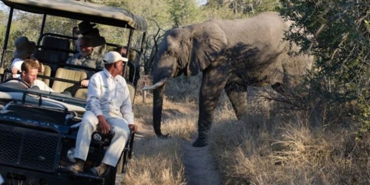 Tourists Killed In African SafarisTruth Behind Headlines