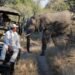 Tourists Killed In African SafarisTruth Behind Headlines
