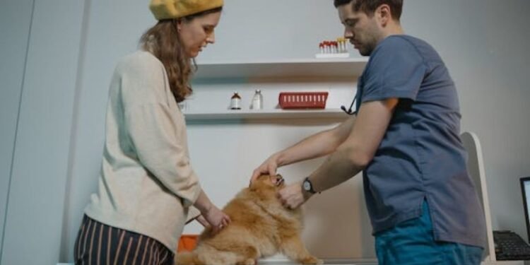 Difference Between Spay and Neuter