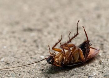 Is It Illegal to Kill Cockroaches in Australia Facts