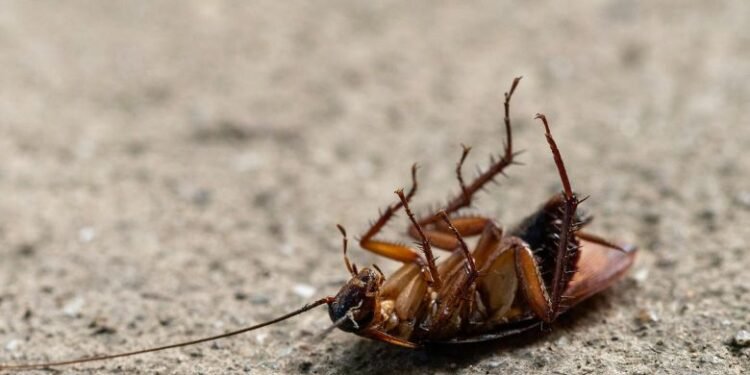 Is It Illegal to Kill Cockroaches in Australia Facts