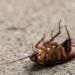 Is It Illegal to Kill Cockroaches in Australia Facts