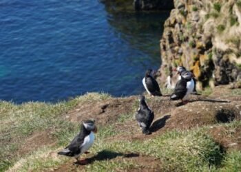 Puffin Insurance Reviews