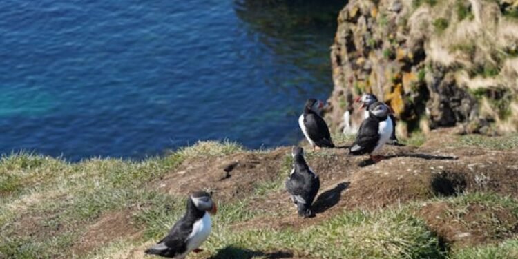 Puffin Insurance Reviews