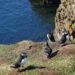 Puffin Insurance Reviews