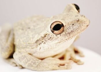 What Happened to Blind Frog Ranch