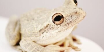 What Happened to Blind Frog Ranch
