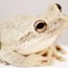 What Happened to Blind Frog Ranch